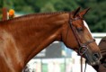 Hunter braids